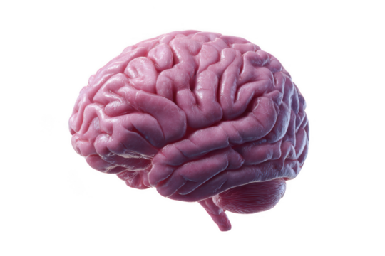 Detailed 3d rendering of a pink human brain isolated on transparent background