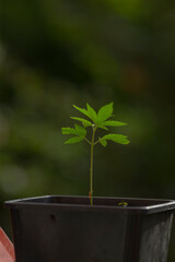 A small, vibrant green plant is steadily growing within a black pot that provides it the necessary...