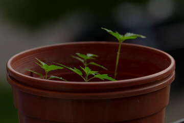 A small and vibrant plant is growing steadily in a brown pot that is likely made of clay and filled...