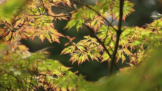 Japanese maple, Young leaves and blooming in the spring day