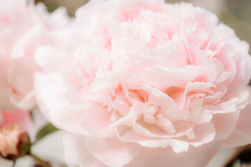 Fototapeta premium Vibrant close-up of blooming peonies in shades of pink, red, and white, arranged in rows with soft background blur at a floral exhibition.