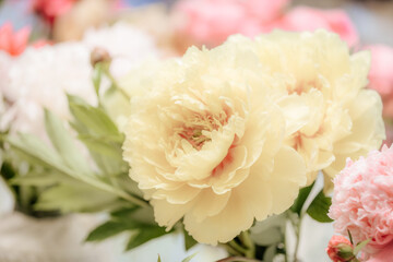Vibrant close-up of blooming peonies in shades of pink, red, and white, arranged in rows with soft background blur at a floral exhibition.
