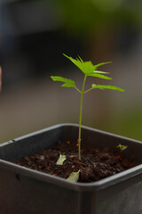 A small green plant is thriving and steadily growing within the confines of a small pot designed for nurturing flowers and houseplants