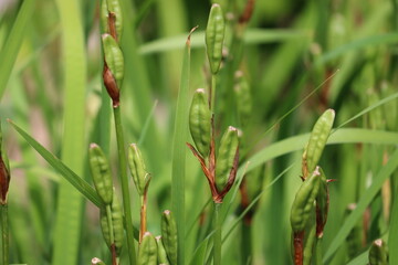 Fruiting Siberian irises (Iris sibirica) in summer garden
