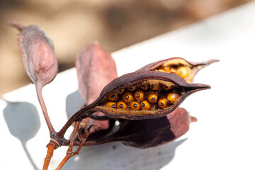 Close-up of Dry Seed Pod with Exposed Seeds, Macro photo of an open dry seed pod revealing shiny orange seeds inside, captured in natural.