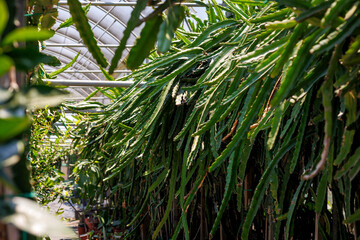 Dragon Fruit Cactus Growing in Greenhouse Farm, Long green dragon fruit cacti cultivated in pots...