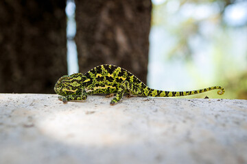 Chameleon , Stone Surface in Cyprus, Close-up Photo of a green chameleon slowly walking toward 