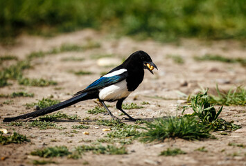 Precocious Magpie