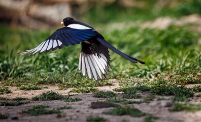Precocious Magpie