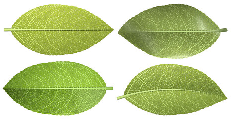 Set of green leaves. 3d illustration transparent background