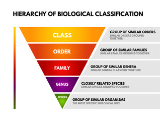 Infographic of the Hierarchy of Biological Classification, showing levels from Class, Order, Family, Genus to Species. Pyramid diagram for biology education, taxonomy, and biological classification