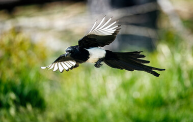 Precocious Magpie