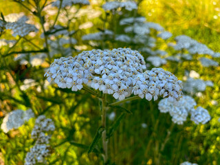Yarrow Blossoms 01 © C Vincent Ferguson