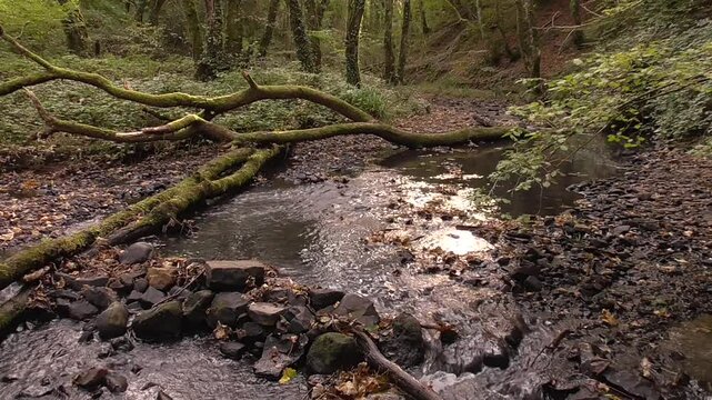 Woodland Stream - The River Clyne, a Small Stream in the Clyne Valley, Swansea, South Wales, U.K.