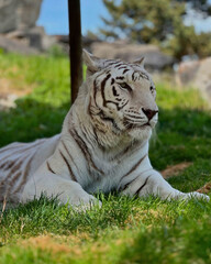 White Bengal Tiger Rests in Sunlit Grass