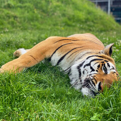 Bengal Tiger Sleeps Face Down on Grass