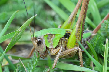 Closeup on a colorful Wart-Biter grasshopper, Decticus verrucivorus hiding in the grass