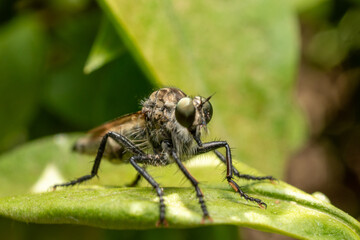 fly on leaf