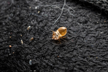 Bed bugs in matress seam