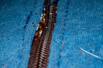 Bed bugs in matress seam