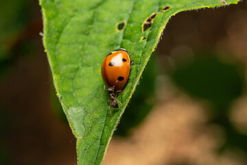 ladybug on leaf