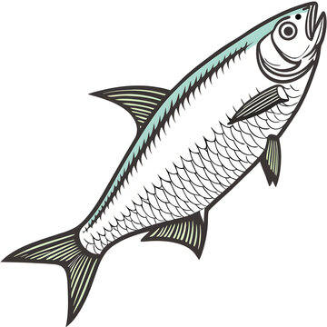A hilsa fish isolated white background