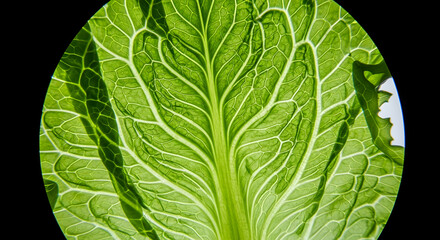 Fototapeta premium Leafy Veins Detail Reveals Nature's Intricate Design For Biology Studies