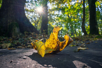 Spacer po parku Mogilskim. Piękna jesienna pogoda. PRzyroda w pełnej krasie.  © Roman Trojanowski