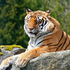 Bengal Tiger Lounges on Mossy Rock in Sun