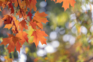 Canopies of yellow forest trees in autumn season. Colorful fall vegetation