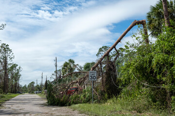 Fallen down big tree on power and communication lines after hurricane in Florida. Consequences of...