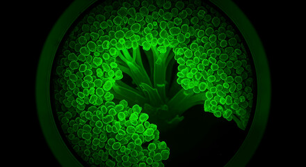 Glowing Green Broccoli Florets Viewed Under Microscope On Black Background