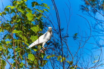 Little corella or Cacatua sanguinea a white parrot posing in tree.