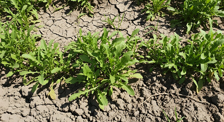 Arugula Plants Growing In Dry Soil On A Sunny Day Outdoors
