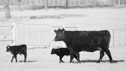 Black angus cow with calves in ranch field.