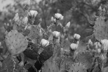 Prickly pear cactus in bloom closeup, black and white Texas nature scenic background of plant.