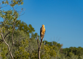 Whistling kite of Haliastur sphenurus, bird of prey in Kimberley's Western Australia.