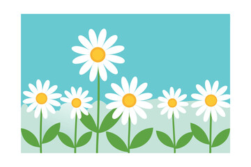 daisy flower border
