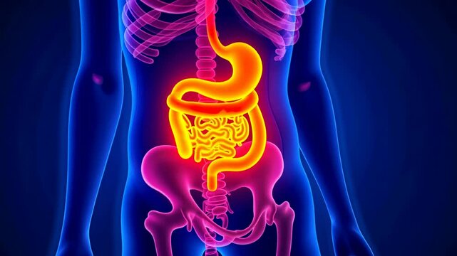 Abdominal pain, stomach discomfort, digestive issues. Gut health. Intestines inflame under stress conditions. Stomach acidity impacts nutrient absorption. Digestive enzymes aid metabolism efficiency.