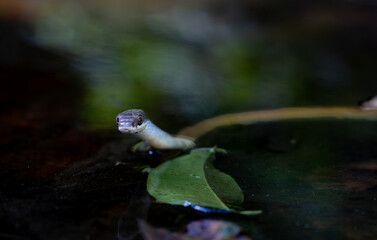 Yellow morph version green tree snake or Dendrelaphis punctulatus with blue tongue out in small bush pond.