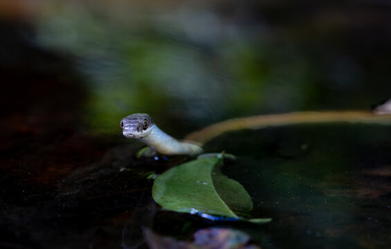 Yellow morph version green tree snake or Dendrelaphis punctulatus with blue tongue out in small bush pond.