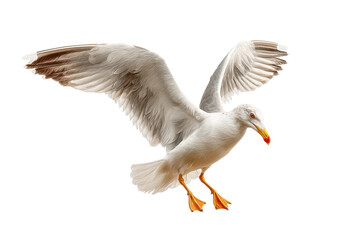 Obraz premium PNG Seagull in flight with wings spread against white background