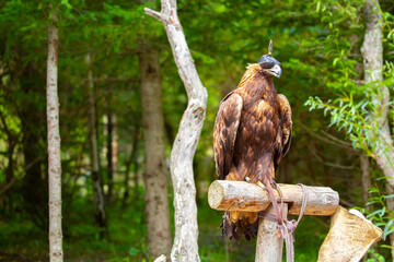 Close-up of a golden eagle wearing a cap covering its eyes. An eagle sits on a perch against a...
