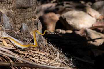 Yellow morph version of green tree snake or Dendrelaphis punctulatus on dead vegetation on ground