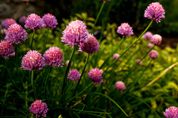 Allium Flowers. Purple Allium giganteum also known as Giant Onion, is a perennial bulbous plant of the onion genus. It’s used as a flowering garden plant