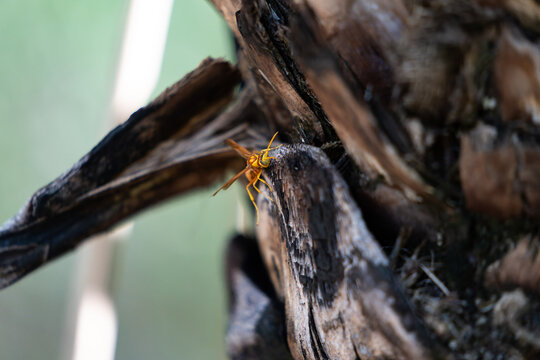 Paper wasp or Polistes balder on tree stump view of head and eye detail