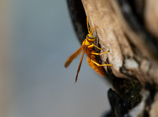 Paper wasp or Polistes balder on tree stump side view of head and eye detail