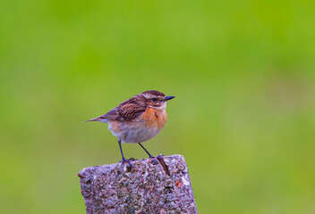 Whinchat - Saxicola rubetra posing on a stone
