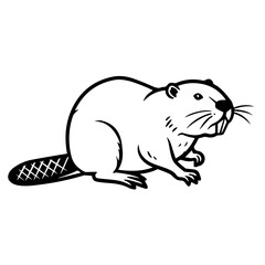 Obraz premium Canadian beaver castor canadensis illustration. Detailed drawing of beaver shows its strong teeth and broad tail.