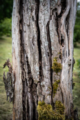 Close-Up of Decaying Tree Bark with Moss and Lichen Texture in Forest Environment